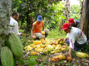 plantation de cacao: cacaoyère