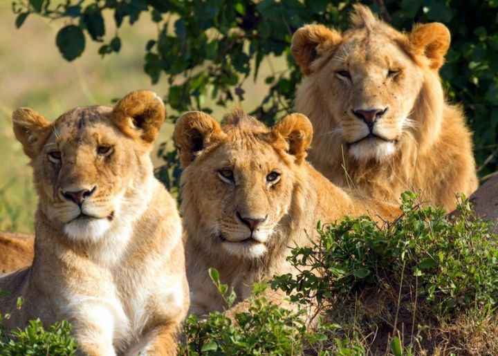 trois lions d’Afrique du sud à Abidjan