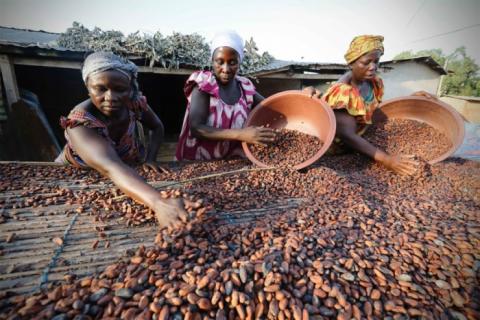 Le gouvernement ivoirien réduit le taux du DUS sur le cacao transformé